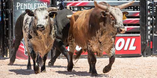 PBR Bull on the Beach event